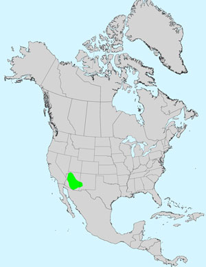 North America species range map for Packera quercetorum: Click image for full size map.